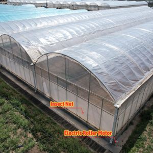24x40m Galvanized Steel Greenhouse with 150micron PE Film
