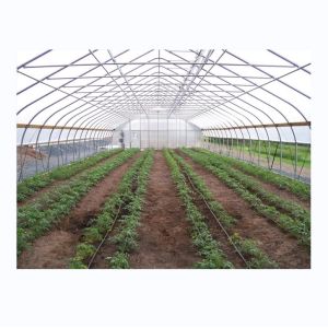 Buy cheap Cucumber Farming Small Agricultural Tunnel Greenhouse with Galvanized Steel from wholesalers