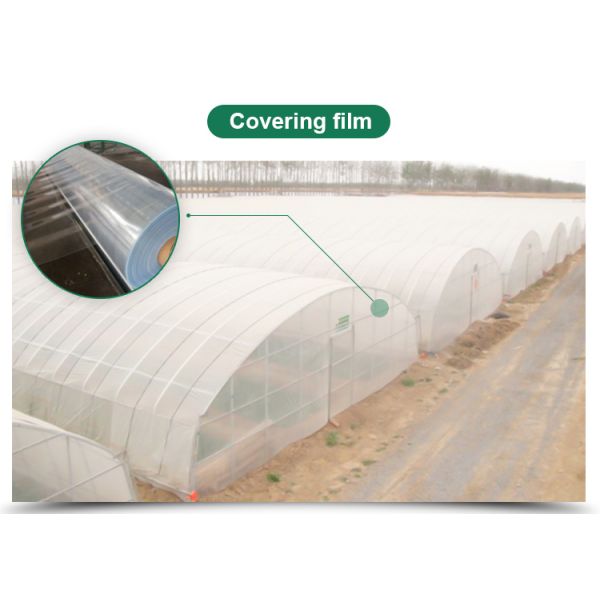 Optimal Plant Cultivation Tunnel Greenhouse Covered with 150/200micro PO Film