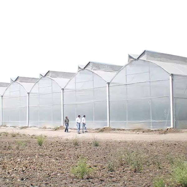 Agricultural Plastic Film Customized Multi-span Greenhouse With Shade Net