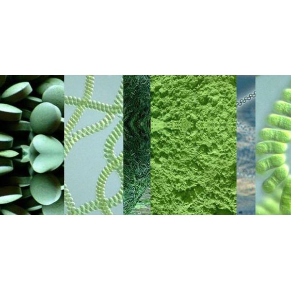 Liquid Chlorella Disc Stack Centrifuges Concentration Equipment For Algae 2 Phase