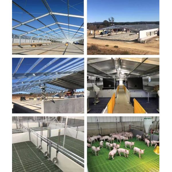 Steel Piggery House Onsite Installation Chicken Shed Construction