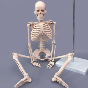 China Human simulation PVC skeleton model 180cm on medical anatomy model wholesale