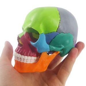 Buy cheap Medical Anatomy Colored Plastic Mini Human Skull Puzzle Model 15 Parts For Kids from wholesalers