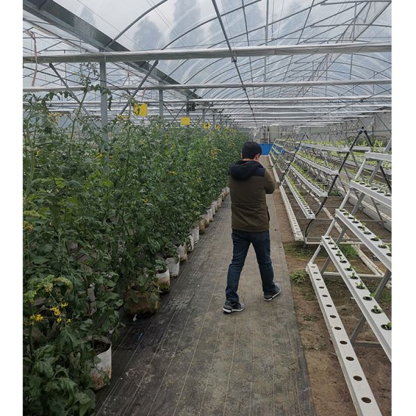 Vegetable Cultivation Plastic Tunnel Greenhouse 12m Width Single Layer