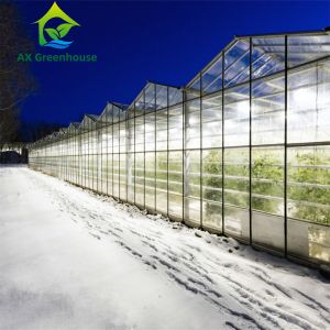 Buy cheap Venlo Winter Glass Tomato Greenhouse from wholesalers