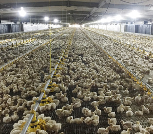 Poultry Farm Shed Ground Broiler Poultry Equipment