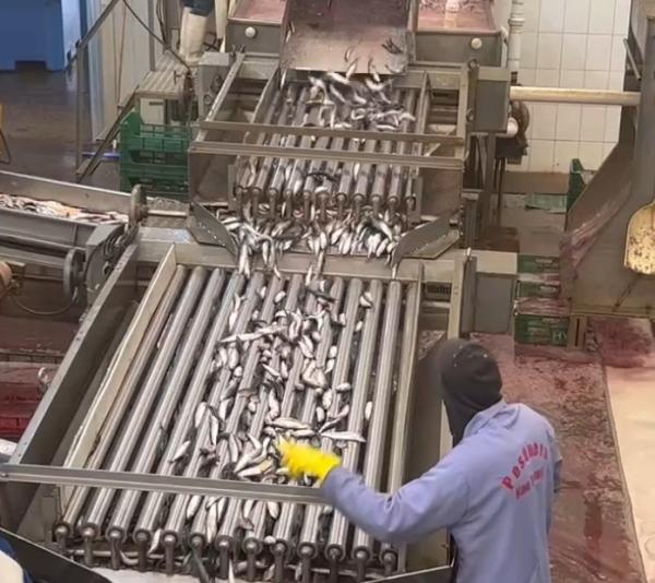 Quality 4 Models Automatic Fish Grader And Sorting Small Fish Line With 5-10T/H for sale