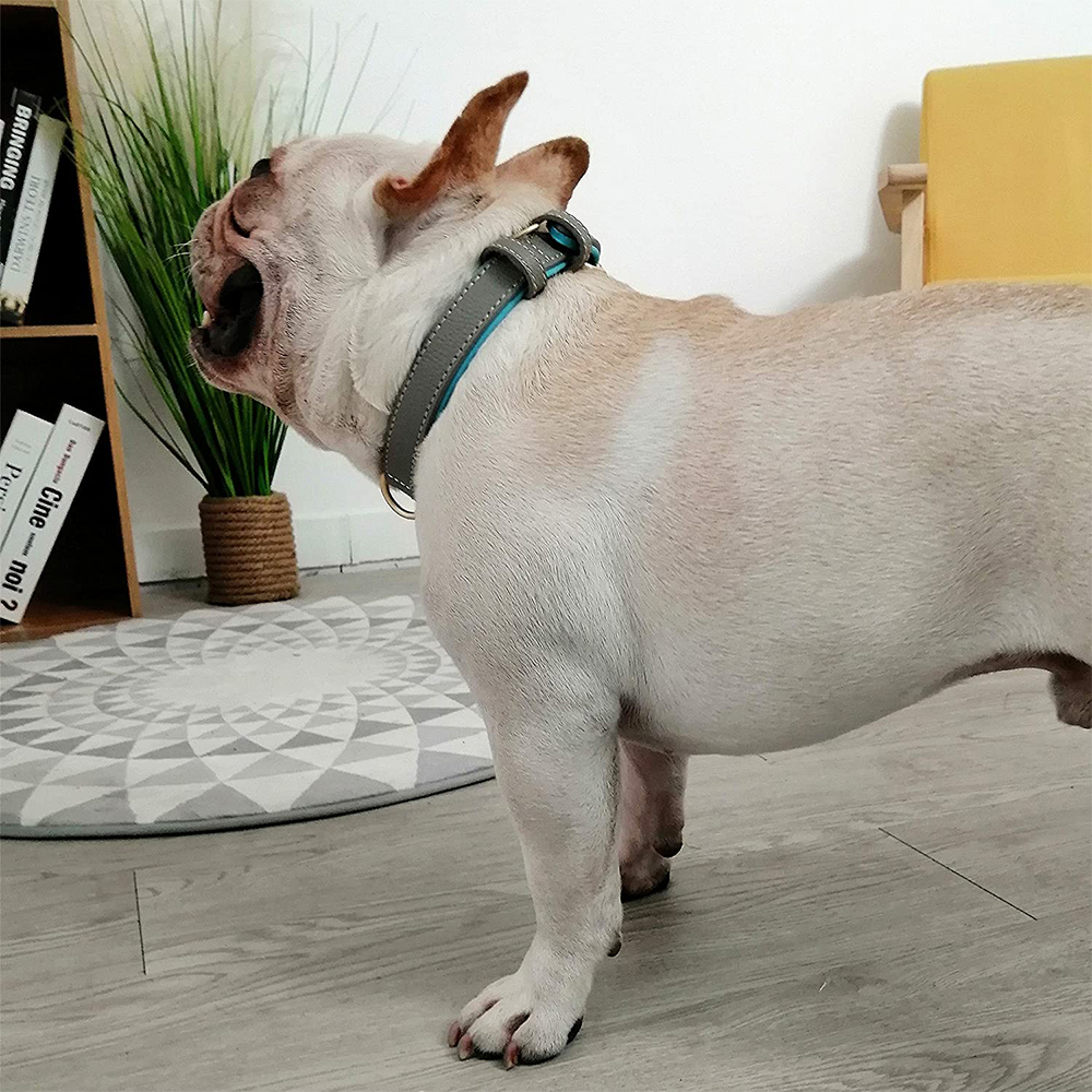 Soft Vegan Genuine Leather Dog Rolled Pet Collar Leash In Bulk Premium Quality