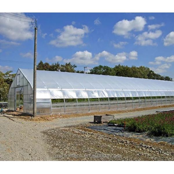 Roof and Side Ventilation Single Span Film Greenhouse for Tomato Growing