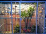 aviary mesh for Medium Pet Birds