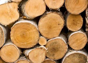China Romanian Beech Wood Timber Supplier wholesale